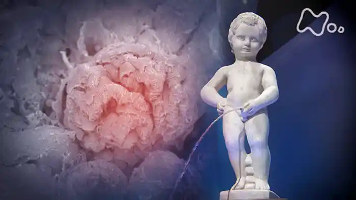 第一集「“腎臓”が寿命を決める」