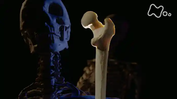 第三集「“骨”が出す!最高の若返り物質」