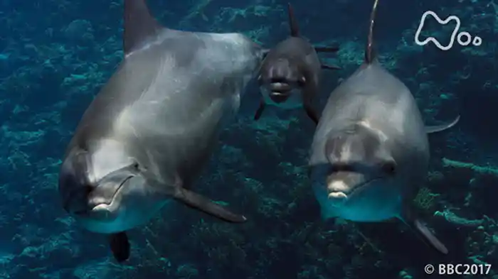 第１集「熱帯から極地の海へ」