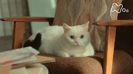 ドキュメンタリードラマ“猫探偵の事件簿”