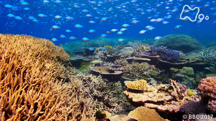 第３集「生命ひしめくサンゴ礁」