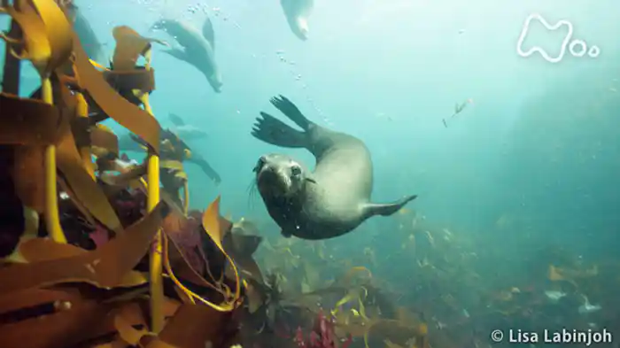 第５集「太陽が育む“緑の海”」