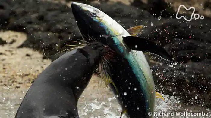 第６集「海岸　せめぎ合う命」