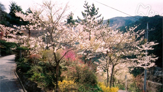 秩父山中花のあとさき~ムツばあさんのいない春