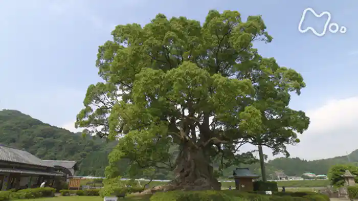 巨樹百景　神様の木に会う