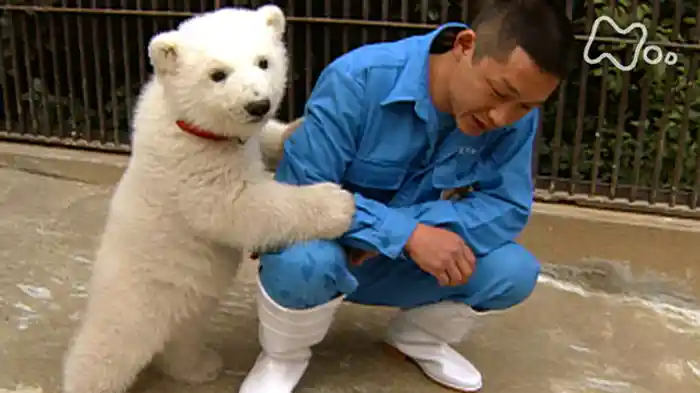 しろくまピース20歳 完全版