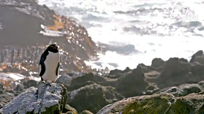 ＮＨＫスペシャル　ホットスポット　最後の楽園　（４）「ニュージーランド　飛べない鳥たちの王国」
