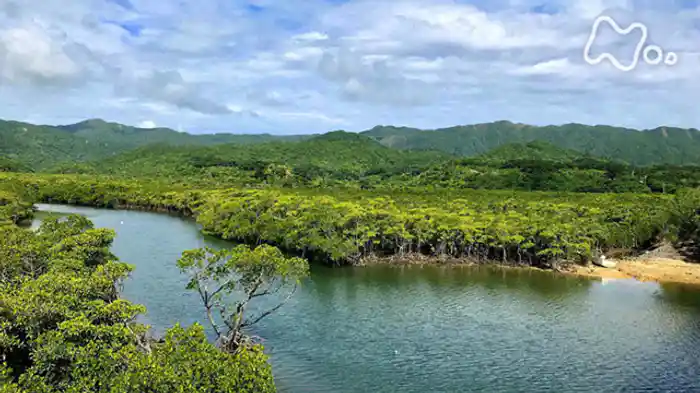 「西表島　古見岳～亜熱帯　生命の頂～」