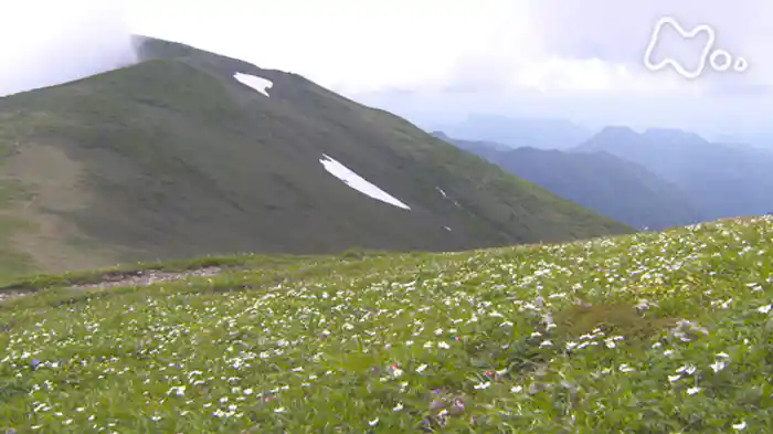「谷川連峰　平標山～雪が育むお花畑～」