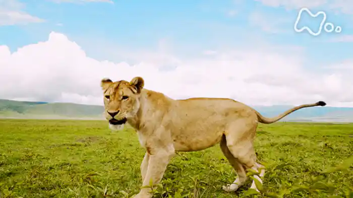 アフリカ サファリツアー大中継 体感!野生動物の楽園 総集編