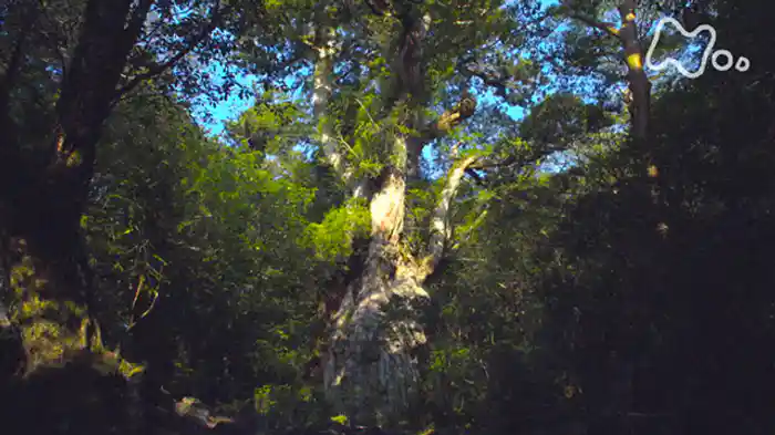 捜索４年！　屋久島“伝説の超巨大杉”完全版