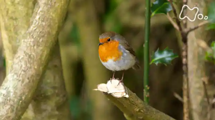 「鳥たちが彩る花園」
