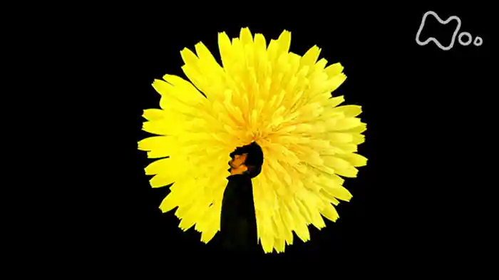 (1)「タンポポ」10分版