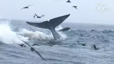 ダーウィンが来た 巨大生物集う謎の海 シャチ対シロナガスクジラ ドキュメンタリー 14年 の動画視聴 あらすじ U Next ダーウィンが来た 巨大生物集う謎の海 シャチ対シロナガスクジラ ドキュメンタリー 14年 の動画視聴 あらすじ U Next