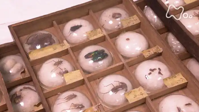 東大キャンパス・ミュージアム 知の迷宮で宝探し