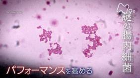  「“腸内細菌”　ヒトを飛躍させる生命体」