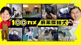 #14 「麻薬探知犬」