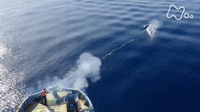 「鯨獲（と）りの海へ」