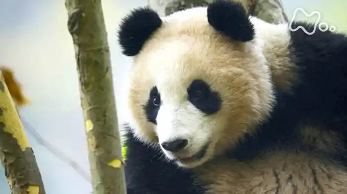 「命をつなぐ生きものたち 第3集 ギリギリの恋」