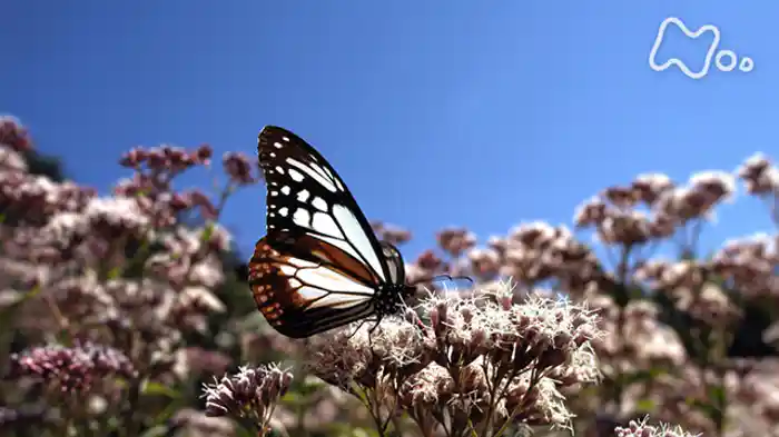 超・進化論　（２）「愛（いと）しき昆虫たち　～最強の適応力～」