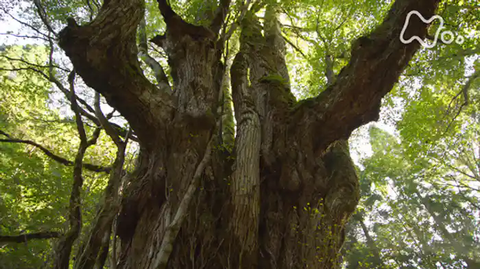 （１）植物からのメッセージ　～地球を彩る驚異の世界～