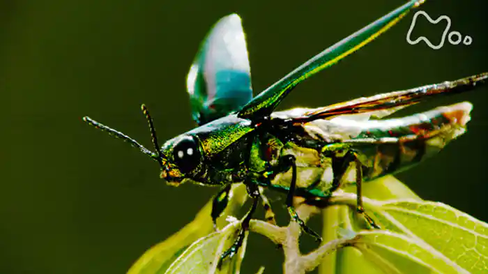 （２）愛しき昆虫たち　～最強の適応力～