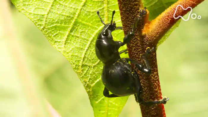「生きもの“超・進化論”ワールド　～キッズ＆ティーンズ特別編～」