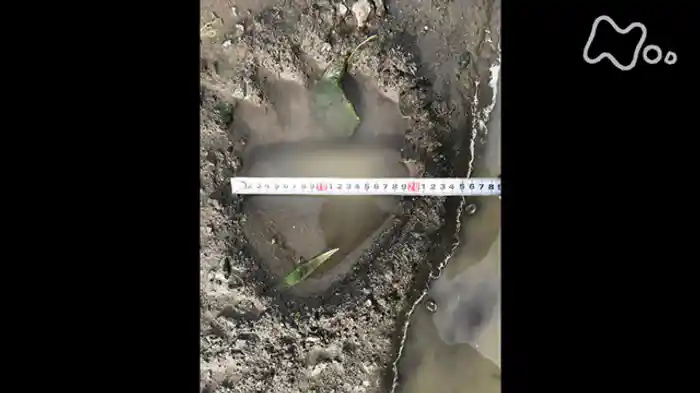 ＯＳＯ１８　～北海道　ある“怪物”の記録～