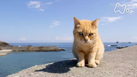 ネコの島で生きる