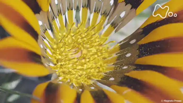 「フラワー・パワー　～花が地球を“征服”できたワケ～」