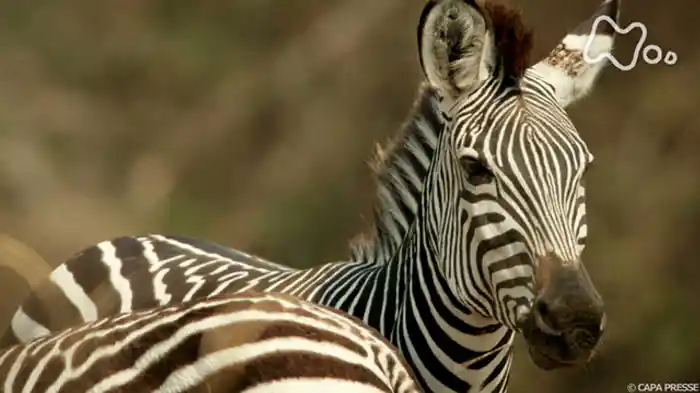 「シマウマ　最強のサバイバー」