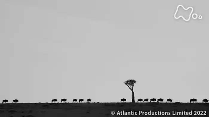 「ヌーの大移動　～迫る危機の中で～」