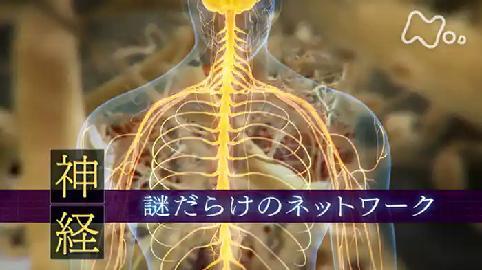 「“神経”　謎だらけのネットワーク」