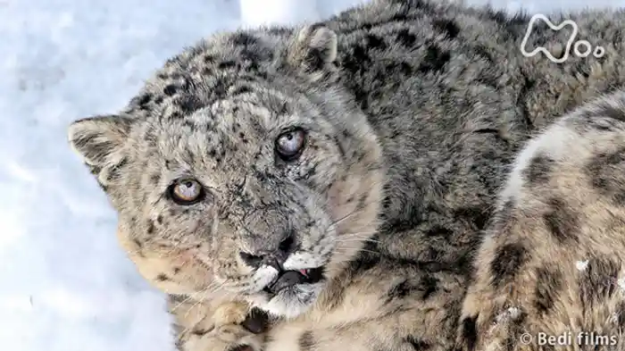 「ユキヒョウ　～“山の精霊”を追って～」
