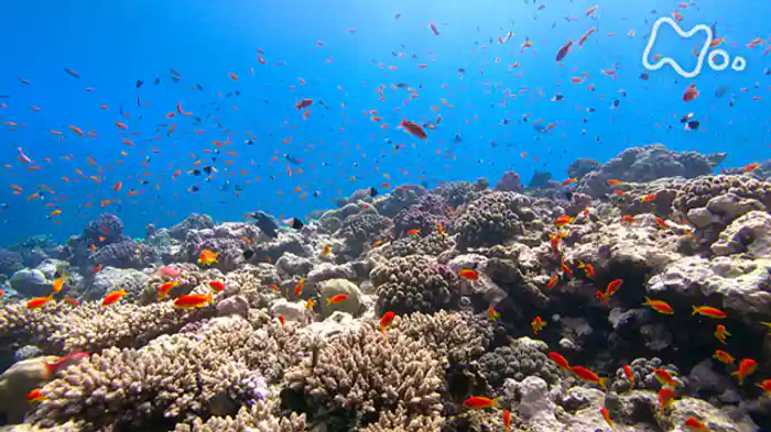 ディープオーシャンＩＩ　紅海　世界初！深海の魔境に挑む