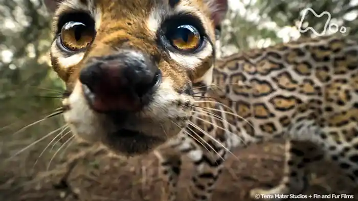 「幻のヤマネコ　オセロット」