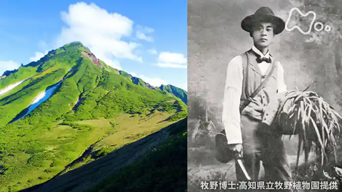 牧野富太郎の植物発見紀行　～天空の花園・北海道　利尻島～
