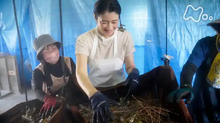 愛媛　石鎚黒茶