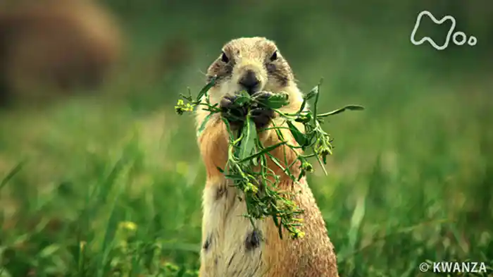 プレーリードッグの物語　～アメリカ　大平原の１年～