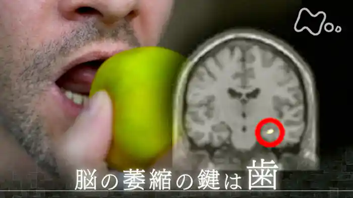 「“歯” 進化を続ける人体の先兵」