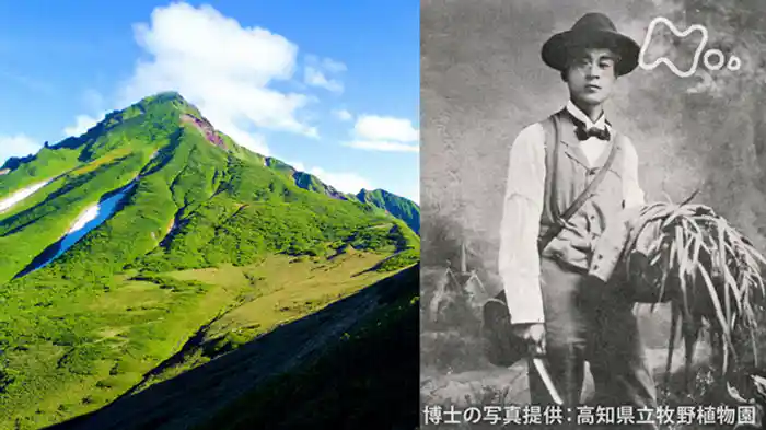 ~天空の花園と神秘の森~