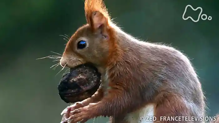 キタリスの住む森で