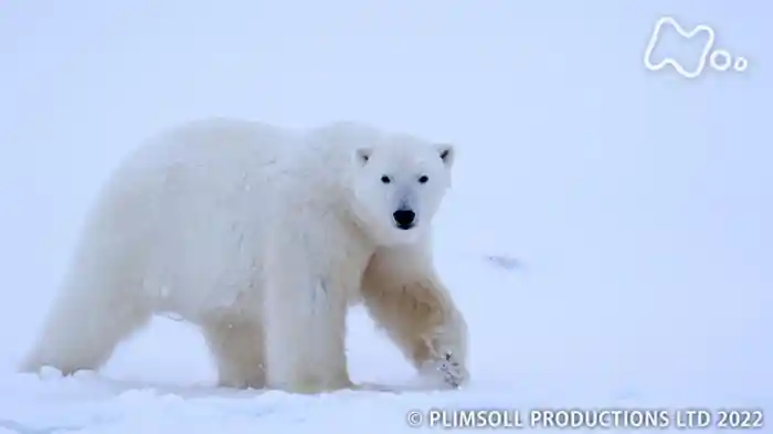 生命の躍動　太陽をめぐる地球の１年　～冬～