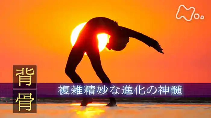 「“背骨” 複雑精妙な進化の神髄」