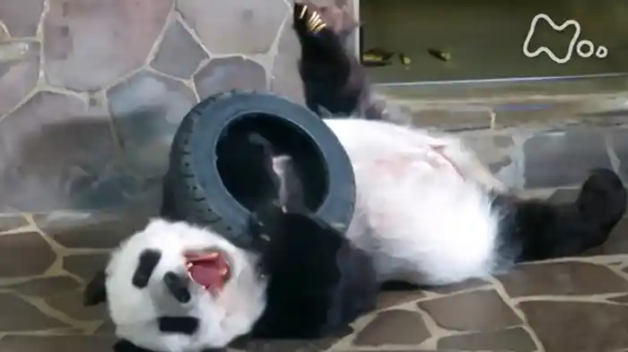 ひまわりとタンタンと約束