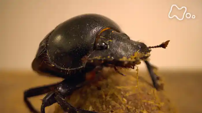 ビヨンド・ファーブル ~生誕200年の新・昆虫記~
