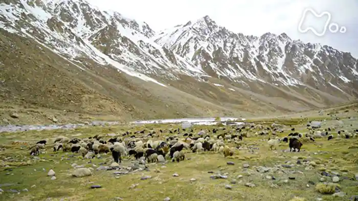 天空の放牧　～秘境　カラコルム山脈～