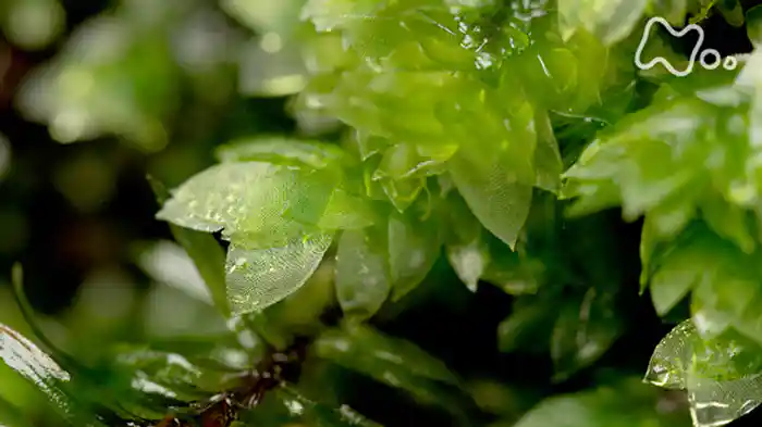 コケよ　あなたは美しい