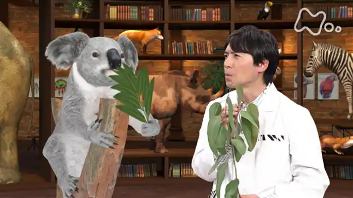 コアラ　かわいい！に秘められた進化