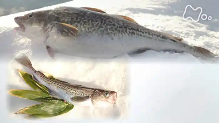 「鱈（たら）」